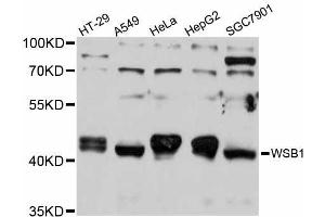 Western blot analysis of extracts of various cell lines, using WSB1 antibody (ABIN5999196) at 1/1000 dilution. (WSB1 抗体)