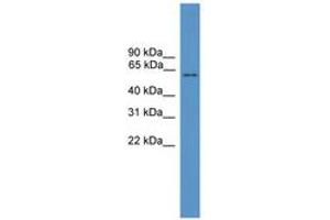 Image no. 1 for anti-Melanophilin (MLPH) (AA 511-560) antibody (ABIN6746597) (Melanophilin 抗体  (AA 511-560))