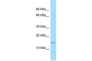 WB Suggested Anti-COX7A2 Antibody Titration: 1. (COX7A2 抗体  (C-Term))