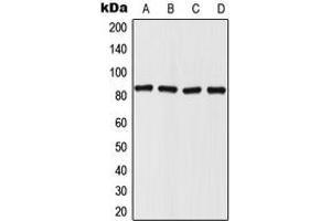 Western blot analysis of Mitofilin expression in HepG2 (A), HeLa (B), SP2/0 (C), PC12 (D) whole cell lysates. (IMMT 抗体  (Center))