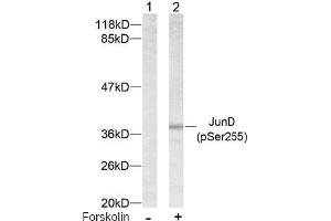 Image no. 2 for anti-Jun D Proto-Oncogene (JUND) (pSer255) antibody (ABIN196661) (JunD 抗体  (pSer255))