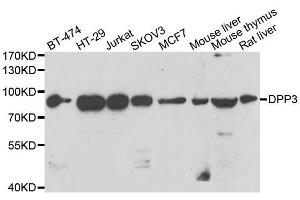 Western blot analysis of extracts of various cell lines, using DPP3 antibody. (DPP3 抗体  (AA 1-280))