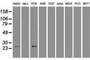 Western blot analysis of extracts (35 µg) from 9 different cell lines by using anti-HHex monoclonal antibody. (HHEX 抗体  (AA 100-270))