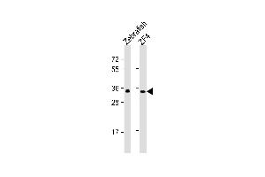 All lanes : Anti-(DANRE) gnb1 Antibody (center) at 1:1000 dilution Lane 1: Zebrafish lysate Lane 2: ZF4 whole cell lysate Lysates/proteins at 20 μg per lane. (GNB1 抗体  (N-Term))