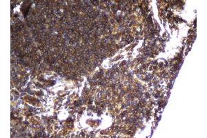 Image no. 1 for anti-Coiled-Coil Domain Containing 93 (CCDC93) (AA 293-631) antibody (ABIN1491348) (CCDC93 抗体  (AA 293-631))