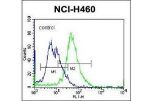 Flow cytometric analysis of NCI-H460 cells using PLCL2 Antibody (C-term) Cat.