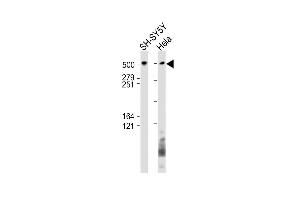 All lanes : Anti-BIRC6 Antibody (C-Term) at 1:1000 dilution Lane 1: SH-SY5Y whole cell lysate Lane 2: Hela whole cell lysate Lysates/proteins at 20 μg per lane. (BIRC6 抗体  (AA 4810-4844))