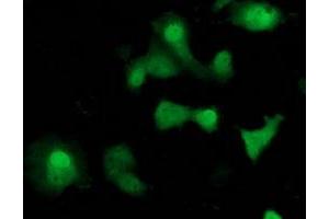 Anti-SOCS3 mouse monoclonal antibody (ABIN2454642) immunofluorescent staining of COS7 cells transiently transfected by pCMV6-ENTRY SOCS3 (RC209305). (SOCS3 抗体)