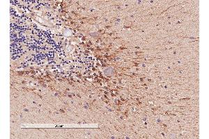 ABIN185682 (4µg/ml) staining of paraffin embedded Human Cerebellum. (COMT 抗体  (Internal Region))