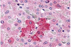 Anti-GPR153 antibody  ABIN1048742 IHC staining of human liver, hepatocytes. (GPR153 抗体  (Extracellular Domain))