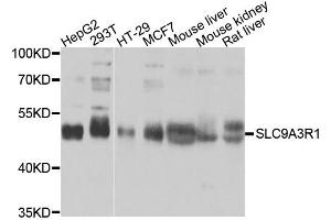 Western blot analysis of extracts of various cell lines, using SLC9A3R1 antibody. (SLC9A3R1 抗体)