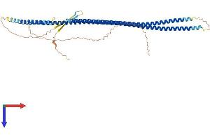 Cytokeratin 28 Protein (KRT28) (AA 1-462) (His tag)
