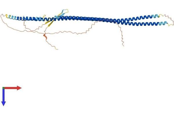 Cytokeratin 28 Protein (KRT28) (AA 1-462) (His tag)