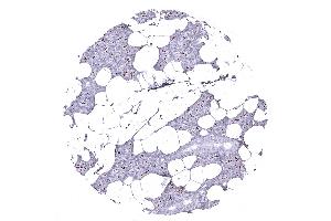 Parotid gland (ANO1 抗体  (AA 2-101))