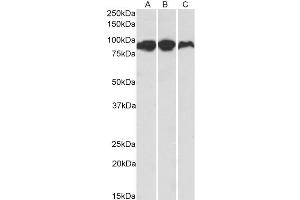 ABIN571125 (0. (ACO2 抗体  (AA 541-555))