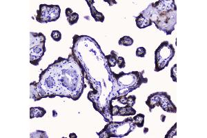 Immunohistochemistry (IHC) image for anti-Cytochrome C Oxidase Subunit IV Isoform 1 (COX4I1) (AA 59-169) antibody (ABIN5692827)