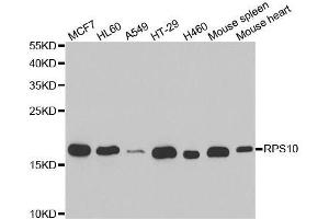Western blot analysis of extracts of various cell lines, using RPS10 antibody. (RPS10 抗体  (AA 1-165))