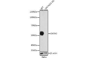 Western blot analysis of extracts from wild type (WT) and G knockout (KO) HeLa cells, using G antibody (ABIN7267356) at 1:1000 dilution. (GATA2 抗体)