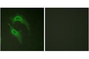 Immunofluorescence (IF) image for anti-CD226 (CD226) (AA 287-336) antibody (ABIN2888795)