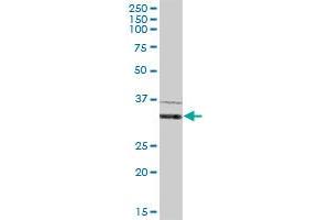 IFI35 MaxPab polyclonal antibody. (IFI35 抗体  (AA 1-288))