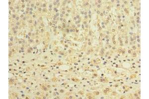 Immunohistochemistry of paraffin-embedded human adrenal gland tissue using ABIN7150898 at dilution of 1:100 (TCTE1 抗体  (AA 285-501))