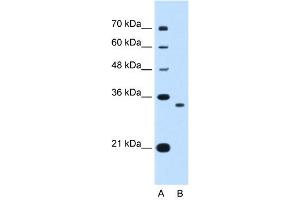 WB Suggested Anti-NDRG2 Antibody Titration:  0. (NDRG2 抗体  (C-Term))
