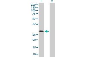 Western Blot analysis of MED6 expression in transfected 293T cell line by MED6 MaxPab polyclonal antibody. (MED6 抗体  (AA 1-246))