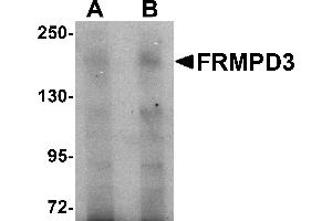 Western Blotting (WB) image for anti-FERM and PDZ Domain Containing 3 (FRMPD3) (Middle Region) antibody (ABIN1030934) (FRMPD3 抗体  (Middle Region))
