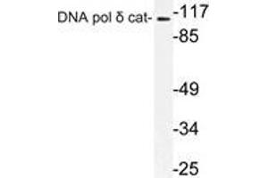 Western blot (WB) analysis of DNA pol delta cat antibody in extracts from K562 cells. (POLD1 抗体)