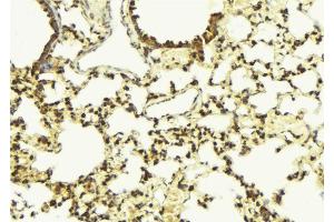 ABIN6273428 at 1/100 staining Mouse lung tissue by IHC-P. (BCL2L10 抗体  (Internal Region))