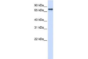 SRP68 antibody used at 1 ug/ml to detect target protein. (SRP68 抗体  (N-Term))
