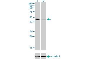 Western blot analysis of T over-expressed 293 cell line, cotransfected with T Validated Chimera RNAi (Lane 2) or non-transfected control (Lane 1). (T Brachyury Protein (AA 222-320) 抗体)