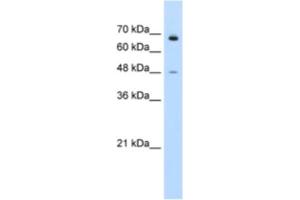 Western Blotting (WB) image for anti-Kelch-Like 25 (KLHL25) antibody (ABIN2461002) (KLHL25 抗体)