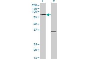 Western Blot analysis of PRDM1 expression in transfected 293T cell line by PRDM1 monoclonal antibody (M01), clone 2B10.