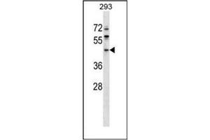 Western blot analysis of ERI1 / THEX1 (N-term) Antibody (N-term) in 293 cell line lysates (35ug/lane). (ERI1 抗体  (N-Term))