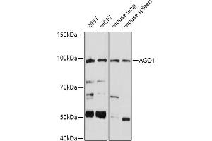Western blot analysis of extracts of various cell lines, using (ABIN6129376, ABIN6136636, ABIN6136637 and ABIN6221667) at 1:1000 dilution. (AGO1 抗体  (AA 1-180))
