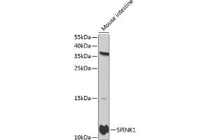 Western blot analysis of extracts of mouse intestine, using SPINK1 antibody (ABIN3021426, ABIN3021427, ABIN3021428 and ABIN6215027) at 1:1000 dilution. (SPINK1 抗体  (AA 24-79))