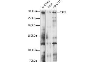 Western blot analysis of extracts of various cell lines, using T antibody (ABIN7270713) at 1:1000 dilution. (TAF1 抗体  (AA 1630-1893))
