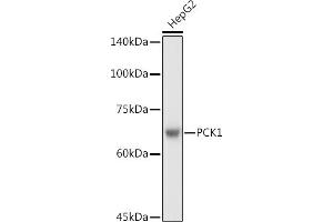 Western blot analysis of extracts of HepG2 cells, using PCK1 antibody (ABIN3022753, ABIN3022754, ABIN3022755 and ABIN6219210) at 1:1000 dilution.