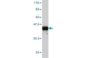 Western Blot detection against Immunogen (37.