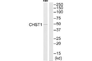 Western blot analysis of extracts from K562 cells, using CHST1 antibody. (CHST1 抗体  (N-Term))