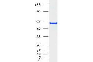 Western Blotting (WB) image for SHC (Src Homology 2 Domain Containing) Transforming Protein 1 (SHC1) (Transcript Variant 2) protein (Myc-DYKDDDDK Tag) (ABIN2731993)