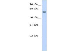Western Blot showing KLHDC5 antibody used at a concentration of 1-2 ug/ml to detect its target protein. (KLHDC5 抗体  (Middle Region))
