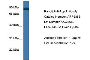 Western Blotting (WB) image for anti-Amyloid beta (A4) Precursor Protein (APP) (C-Term) antibody (ABIN2787850)