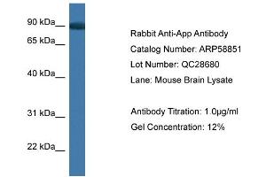 Western Blotting (WB) image for anti-Amyloid beta (A4) Precursor Protein (APP) (C-Term) antibody (ABIN2787850) (APP 抗体  (C-Term))