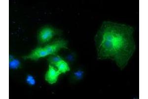 Anti-EXD1 mouse monoclonal antibody (ABIN2454022) immunofluorescent staining of COS7 cells transiently transfected by pCMV6-ENTRY EXD1 (RC206223). (EXD1 抗体)