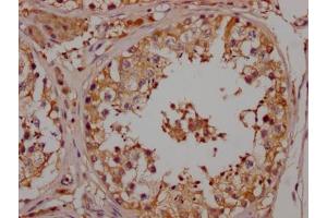IHC image of ABIN7127642 diluted at 1:100 and staining in paraffin-embedded human testis tissue performed on a Leica BondTM system. (Recombinant Nerve Growth Factor 抗体)