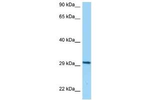 WB Suggested Anti-CD80 Antibody Titration: 1. (CD80 抗体  (C-Term))
