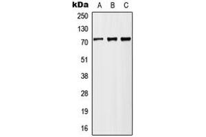 Western blot analysis of MX2 expression in HeLa (A), Raw264. (MX2 抗体  (Center))
