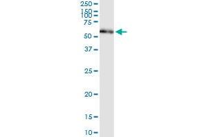 Immunoprecipitation of PDIA3 transfected lysate using anti-PDIA3 MaxPab rabbit polyclonal antibody and Protein A Magnetic Bead , and immunoblotted with PDIA3 purified MaxPab mouse polyclonal antibody (B01P) . (PDIA3 抗体  (AA 1-505))